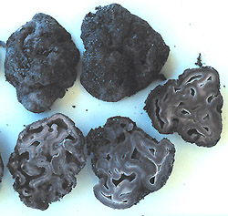 Hydnotrya inordinata