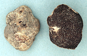 Hymenogaster sp.
