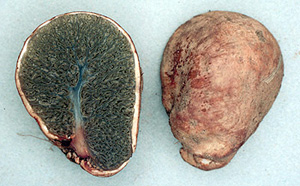 Hysterangium separabile