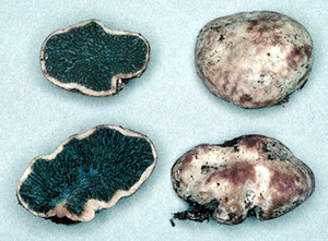 Hysterangium sp.
