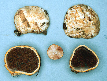 Hysterangium sp.