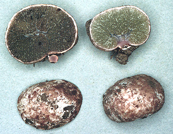 Hysterangium fallax