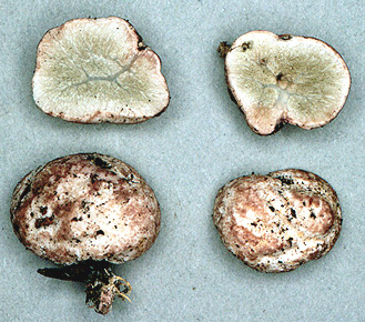 Hysterangium coriaceum