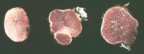 Hysterangium occidentale