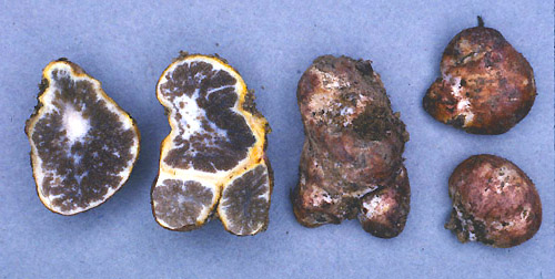 Kjeldsenia aureispora