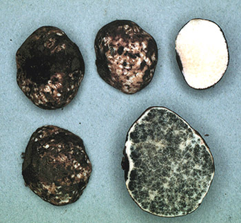 Leucangium busnelli