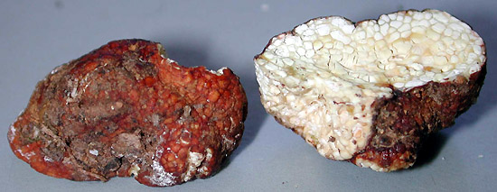 Leucogaster rubescens
