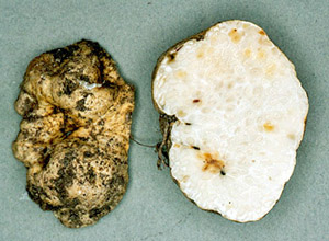 Leucogaster rubescens