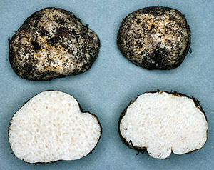 Leucogaster sp.