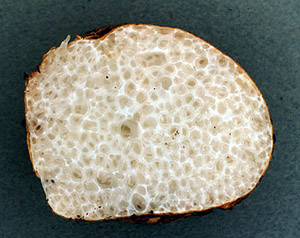 Leucogaster sp.