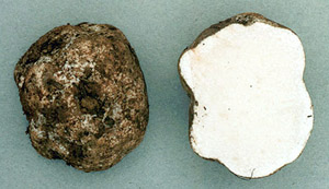 Leucophleps spinispora