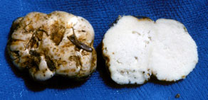 Leucophleps magnata