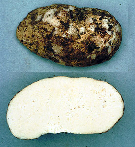 Leucophleps sp.