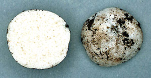 Leucophleps sp.
