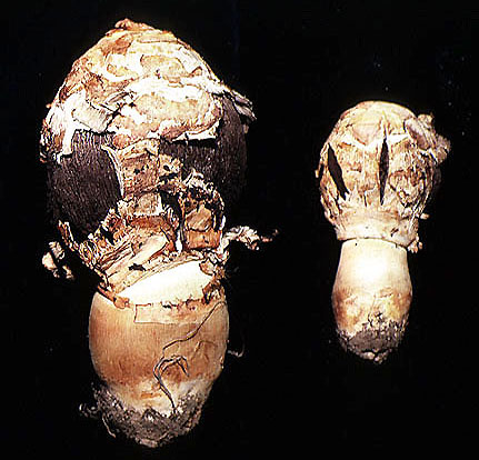 Longia texensis