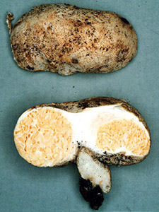 Macowanites sp.