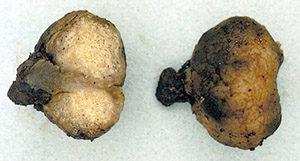 Macowanites fulvispora