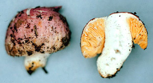 Macowanites sp.