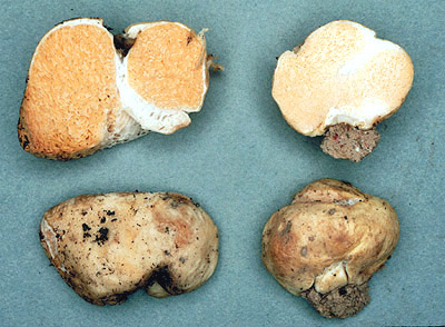 Macowanites sp.