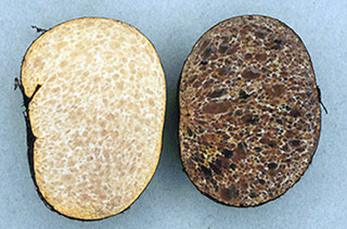 Melanogaster californicus nom. prov.