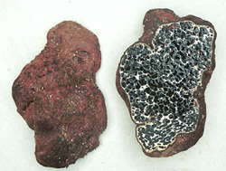 Melanogaster euryspermus