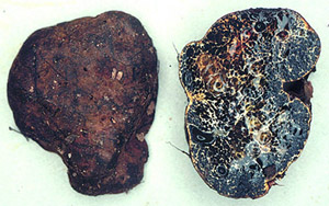 Melanogaster sp.