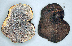 Melanogaster sp.