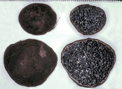 Melanogaster euryspermus