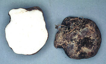 Mycolevis siccigleba