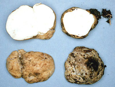 Mycolevis siccigleba