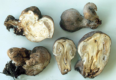 Nivatogastrium sp.