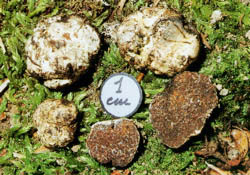 Octaviania asterosperma