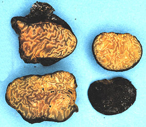 Pachyphloeus virescens