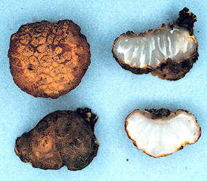 Pachyphloeus sp.