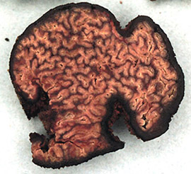 Pachyphloeus sp.