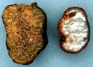 Pachyphloeus virescens and P. citrinus