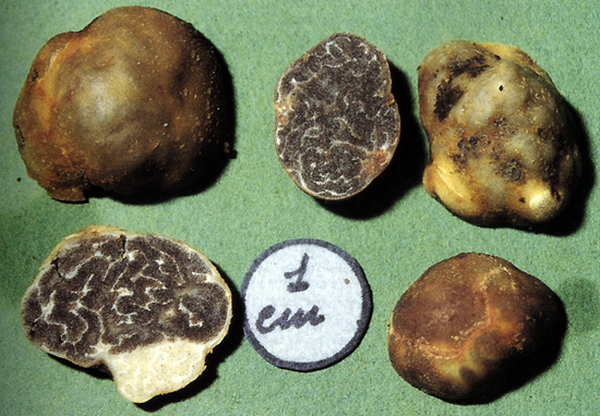 Paradaoxa monospora
