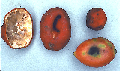 Paurocotylis pila