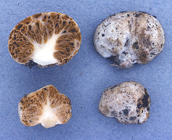 Protoglossum sp.