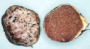 Protoglossum sublilacinus