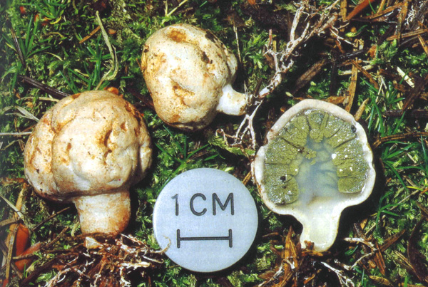Phallogaster saccatus