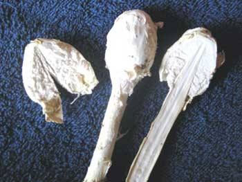 Podaxis sp.