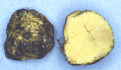Protogautieria sp.