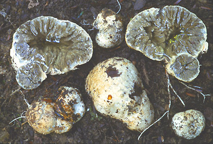 Protubera sabulanensis