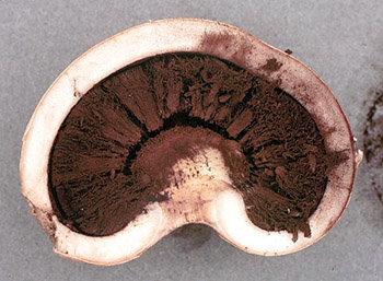 Radiigera taylorii