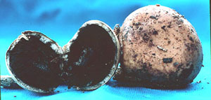 Radiigera sp. 