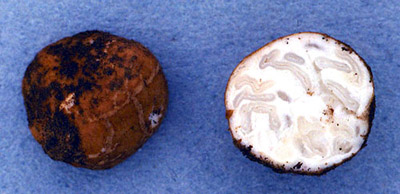 Reddellomyces sp.