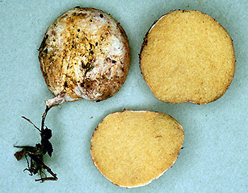 Rhizopogon vinicolor