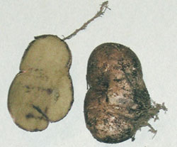 Rhizopogon villosulus
