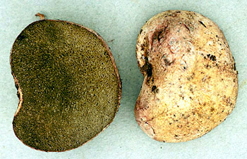 Rhizopogon vulgaris 